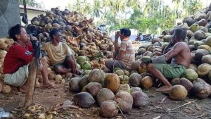 Pemkot Kotamobagu Segera Cari Jalan untuk Stabilisasi Harga Kopra