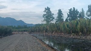 LAKRI Murka, CV Berkat Anugerah Bersama Diduga Rusaki Mangrove