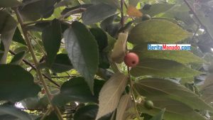 Tumbuh Subur di Sulawesi Utara, Daun Kersen Ternyata Kaya Manfaat