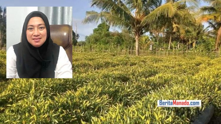 Siap-siap Petani Holtikultura di Kotamobagu dapat Bantuan