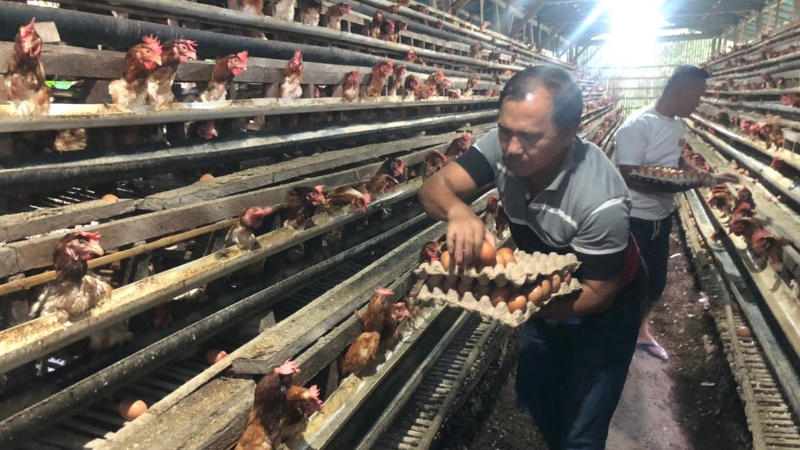 Ternak Ayam Petelur BUMDes Pa’Ududan Desa Pinilih Siap Setor Puluhan Juta PADes