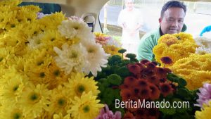 Jelang Natal, Bunga Krisan SWAP Greenhouse Tomohon Laris Manis