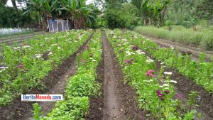 Hore, Petani Bunga Tomohon Senang