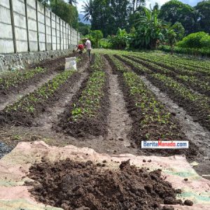 Petani Sayur Kakaskasen Beralih ke Pupuk Organik