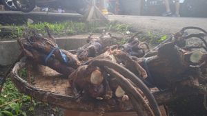 Berburu Tikus Hutan