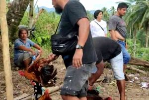 Dipimpin Seorang Polwan, Resmob Manado Gerebek Lokasi Judi Sabung Ayam di Mapanget