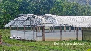 Angin Kencang Landa Tomohon, Sejumlah Tempat Budidaya Bunga Krisan Rusak