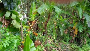 Cuaca Ekstrem, Harga Ikan Mahal dan Tanaman Rusak