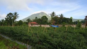 Wah, Anjing Bisa Rusak Pariwisata