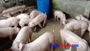 Bisnis Ternak Babi dari Dana Ketahanan Pangan Disorot, Begini Alasan Kumtua Pinaling