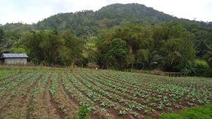 Punya Sensasi Berbeda, Agrowisata Rurukan Ini Wajib Dikunjungi