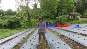 Agustiono Salindeho, Mantan Karyawan Bank dan Dosen yang Lebih Pilih Jadi Petani Cabai