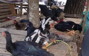 Cerita Benny Penjual Ayam Kampung di Pasar Beriman Wilken Tomohon
