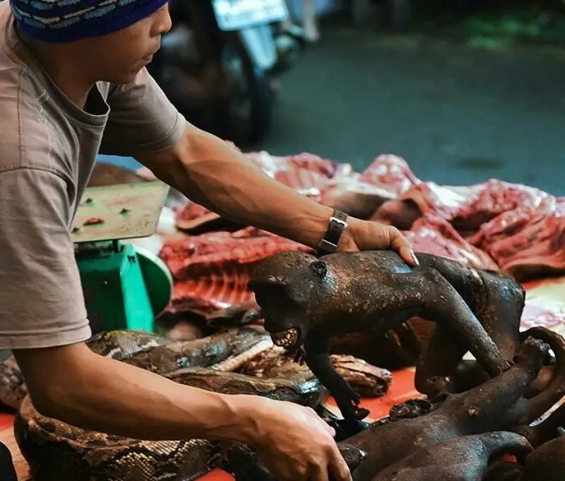 Jelang Paskah Daging Hewan Ekstrem Laris Manis di Pasar Tomohon