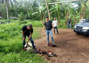 Lokasi Judi Sabung Ayam Kalasey Dua Digerebek Polisi, Penjudi Kocar-kacir Tinggalkan Ayam dan Kendaraan