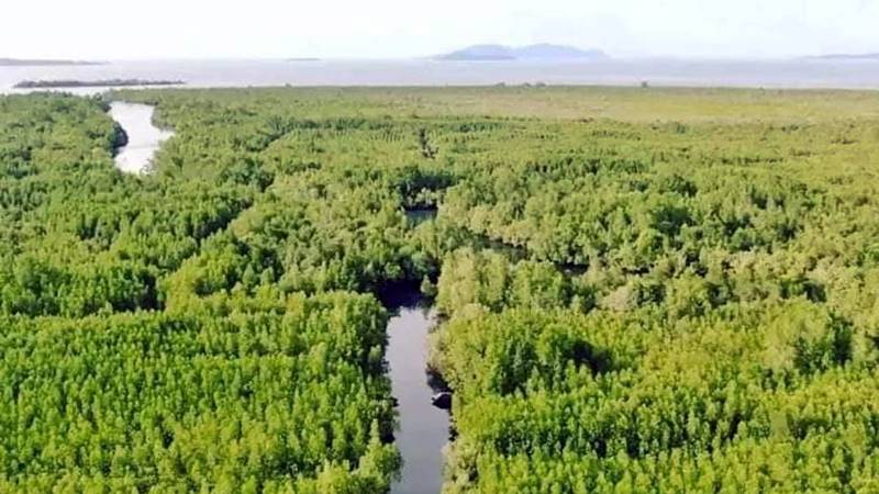 Lokasi wisata susur sungai mangrove di desa Sarawet sekitar 3 km.