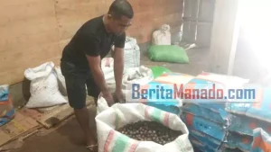 Harga Komoditi Pala di Pulau Siau Kembali Anjlok