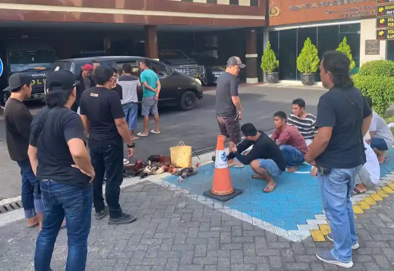 Resmob Manado Bongkar Lokasi Judi Sabung Ayam di Singkil, 12 Orang Diamankan ke Kantor Polisi