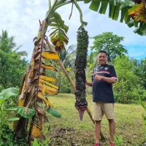 Pisang Raja Seribu Tumbuh di Kebun Olly Dondokambey
