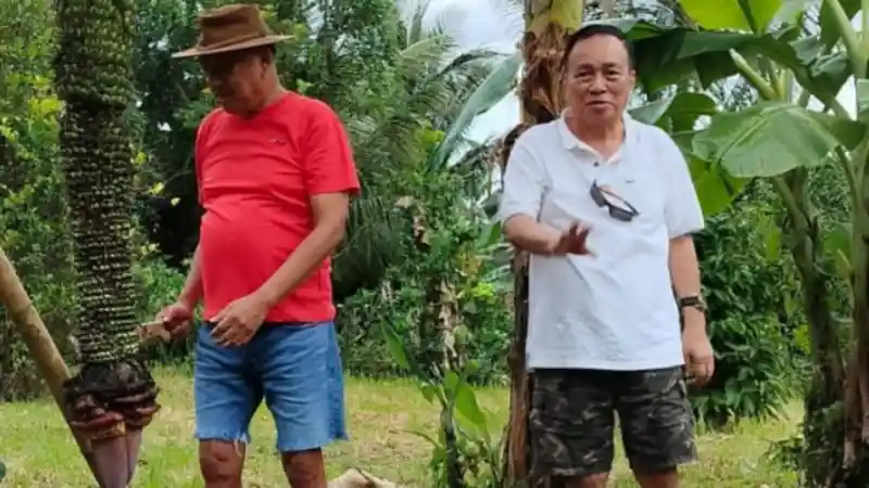Pisang Raja Seribu Olly Dondokambey dan Kemenangan Mutlak PDIP di 2024