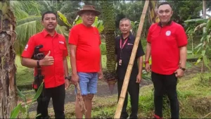 Liputan Pisang Terpanjang di Dunia, Victor Rarung Dampingi Olly Dondokambey Wawancara Bersama TV One dan CNN