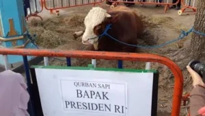 34 Provinsi Terima Hewan Kurban Presiden, Sulut Dapat Sapi Seberat 1,2 Ton