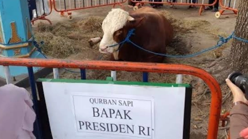 34 Provinsi Terima Hewan Kurban Presiden, Sulut Dapat Sapi Seberat 1,2 Ton