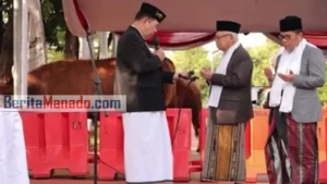 Begini Penampakan Sapi Limousin, Hewan Kurban dari Joko Widodo dan Ma’ruf Amin