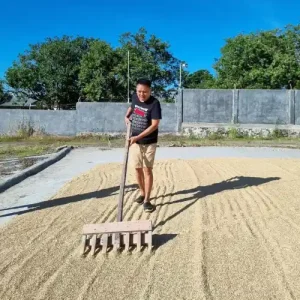 Aktifitas di Pagi Hari, Olly Dondokambey Jemur Padi, Gelorakan Semangat Berdikari