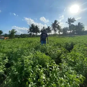 Olly Dondokambey Panen Balakama, Simak Manfaat Tumbuhan Ini Bagi Kesehatan
