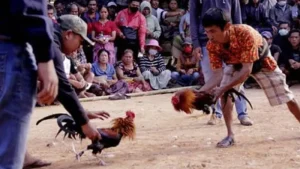 Penjudi Sabung Ayam di Batuputih Tunggang Langgang Digrebek Polisi