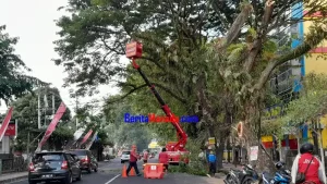 DLH Manado Pangkas Pohon Berpotensi Membahayakan