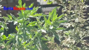 Tanaman Daun Kenikir Kaya Akan Khasiat Kesehatan
