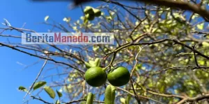 Bisa Sebagai Obat Herbal, Lemon Cui Ternyata Mampu Mengurangi Risiko Kanker