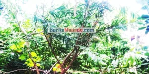 Tak Perlu ke Dukun! Pohon Kayu Putih Mengandung Senyawa Kimia, Atasi Masalah Kesehatan