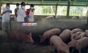 Bupati Franky Wongkar Ikut Pencanangan Pembersihan dan Disinfeksi Masal Kandang Babi se-Sulawesi Utara