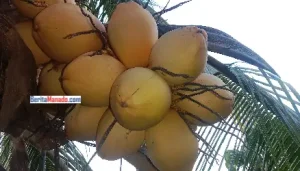 Sudah Menyegarkan, Manfaat Kelapa Muda Kuning Sangat Baik untuk Tubuh