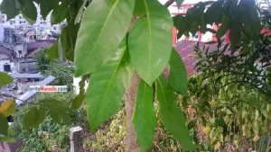 Tumbuhan Ajaib! Daun Salam Punya Efek Hebat Bagi Kesehatan Tubuh