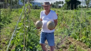 Gemar Bakobong, Olly Dondokambey Nikmati Panen Melon di Kebunnya