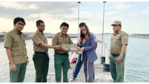 Dinilai Paling Aman, 1 Ekor Penyu Dilepas di Perairan Dermaga Grand Luley