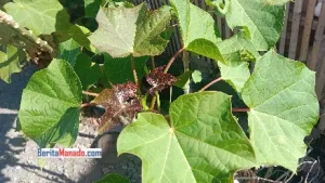 Mengenal Lebih Dekat Manfaat Daun Jarak atau Balacai