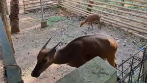 SIEJ Simpul Sulut Melihat Lebih Dekat Upaya Pelestarian Anoa yang Populasinya Makin Tergerus