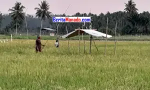 Lahan Sawah yang Ditanami Padi di Minsel Berkurang