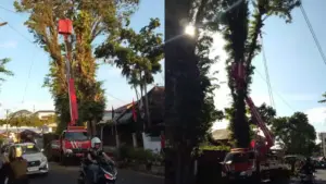 Tindak Lanjuti Keluhan Warga, DLH Manado Pangkas Pohon Di Pinggir Jalan