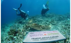 Geliat Kelompok Maratua Lestarikan Terumbu Karang Bersama BRI Peduli