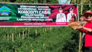 Harga Cabai Kian Pedas, Pemkab Minut Salurkan Bantuan Bibit untuk Kelompok Tani Desa Paslaten
