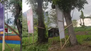 Ada Perda dan PKPU, Tapi Pohon Perindang Selalu Jadi Korban Setiap Pemilu