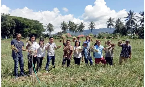 Hasil Sinergi Program Marijo Bakobong, Panen Raya Bawang Merah dan Tanam Perdana Tomat