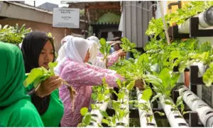 Berkat Program BRInita, Kelompok PKK Rawa Barat Sukses Budidaya Hidroponik dan Ikan Nila