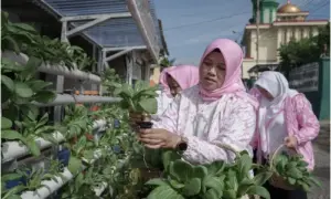 Program BRInita Sulap Lahan Sempit Jadi Urban Farming yang Produktif